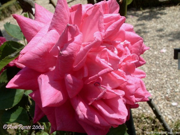 'Comte Adrien de Germiny' rose photo