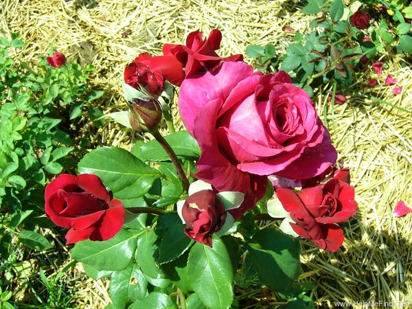 'Charlotte Rampling ®' rose photo