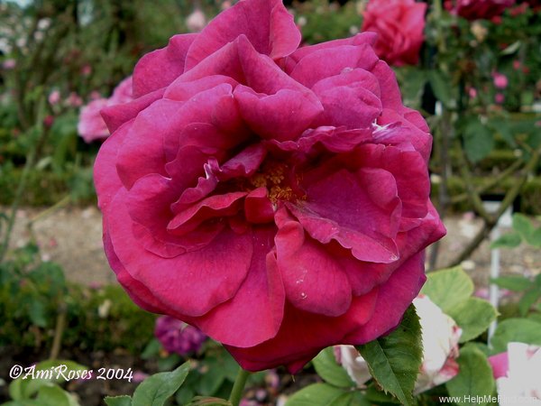 'Jean Cherpin' rose photo