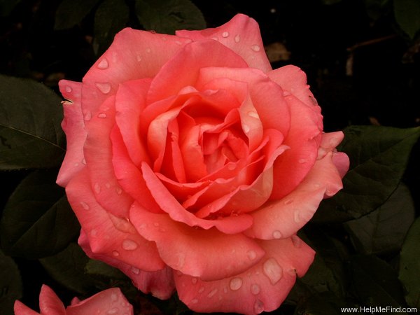 'Lovely Lady (hybrid tea, Dickson before 1981)' rose photo