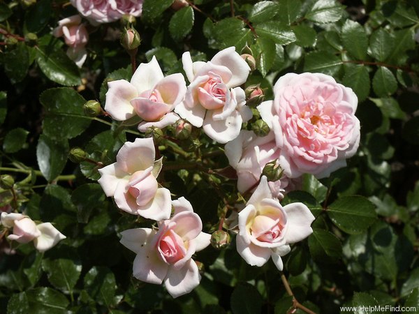 'Lovely Meilland' rose photo