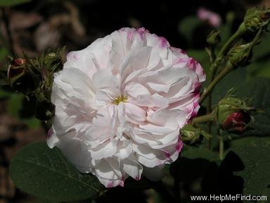 'Léda (damask, Unknown before 1818)' rose photo