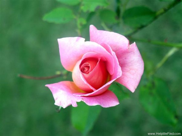 'Queen Elizabeth (Hybrid Tea, Lammerts before 1951)' rose photo