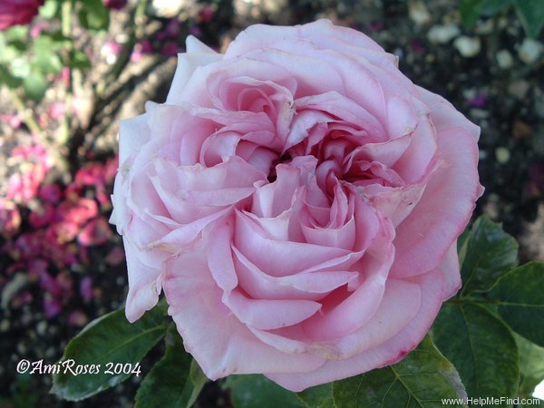 'Her Majesty (Hybrid Perpetual, Bennett, 1878)' rose photo