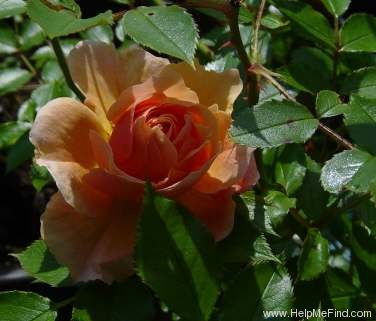 'Sussex' rose photo
