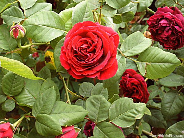 'Dr. Jamain' rose photo