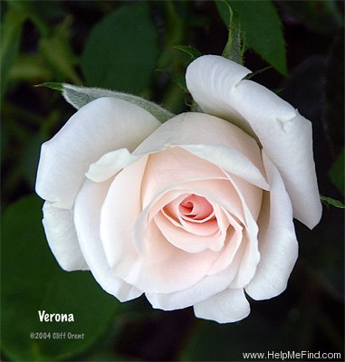 'Verona (floribunda, Swim & Weeks, 1963)' rose photo