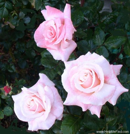 'American Honor' rose photo