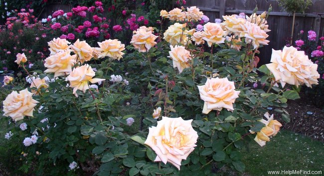 'Oldtimer' rose photo