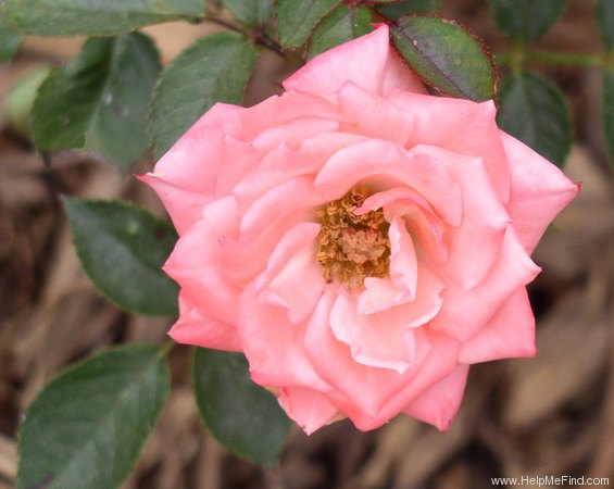 'Suzy (miniature, Bridges 1990)' rose photo