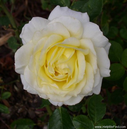 'Yantai' rose photo