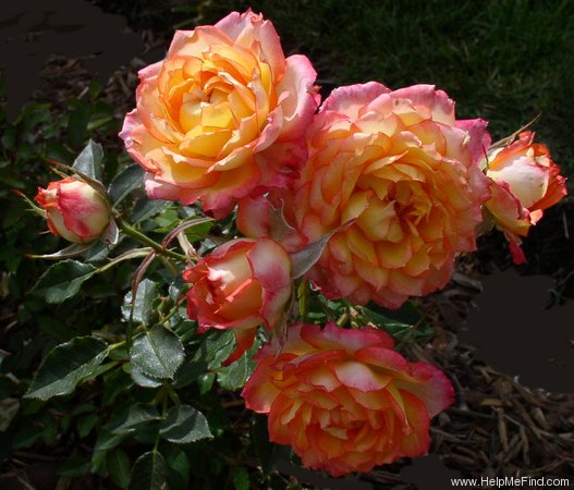 'Isle of Roses' rose photo