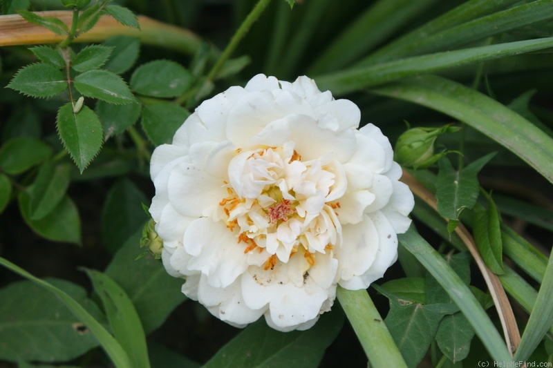 'Good Luck (floribunda, Burston 1996)' rose photo