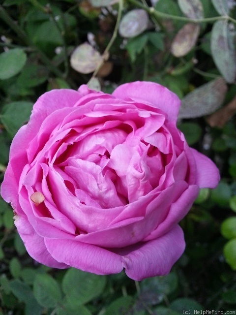 'Baronne Prévost (Hybrid Perpetual, Desprez, 1841)' rose photo