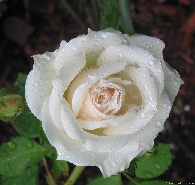 'Paloma Blanca' rose photo