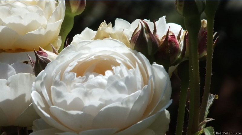 'Windermere (shrub, Austin, 2007)' rose photo