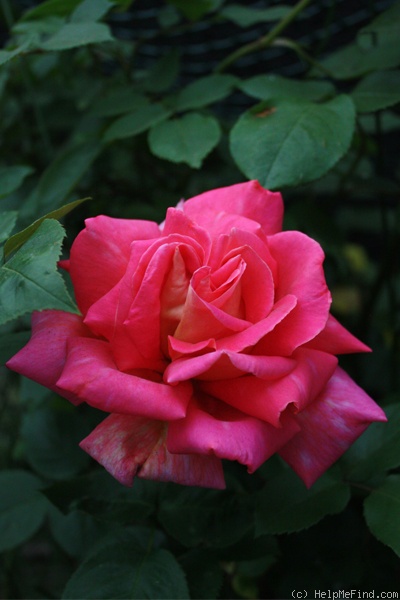 'Coronado' rose photo