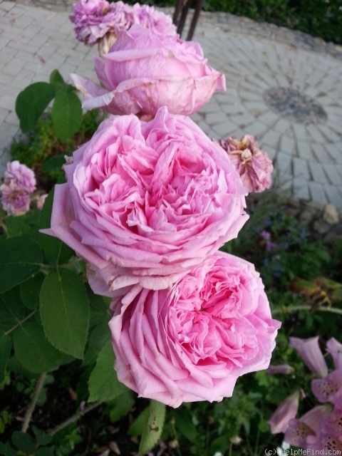 'Comte de Chambord - in commerce (possibly 'Mme Boll')' rose photo