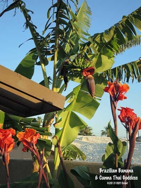'Cliff's New California Low Desert Garden'  photo