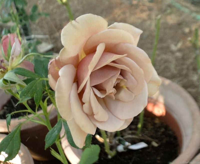 'Koko Loco (floribunda, Bedard, 2010)' rose, click to enlarge 'Koko Loco (floribunda, Bedard, 2010)' rose photo