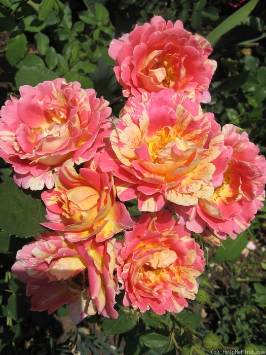 'Rose des Cisterciens ®' rose photo