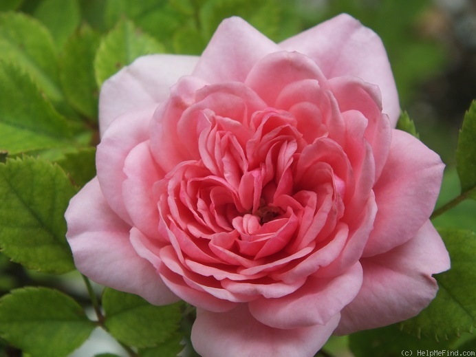 'Letchworth Centenary' rose photo