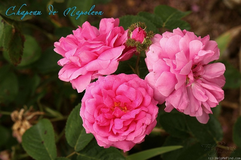 'Châpeau de Napoléon' rose photo