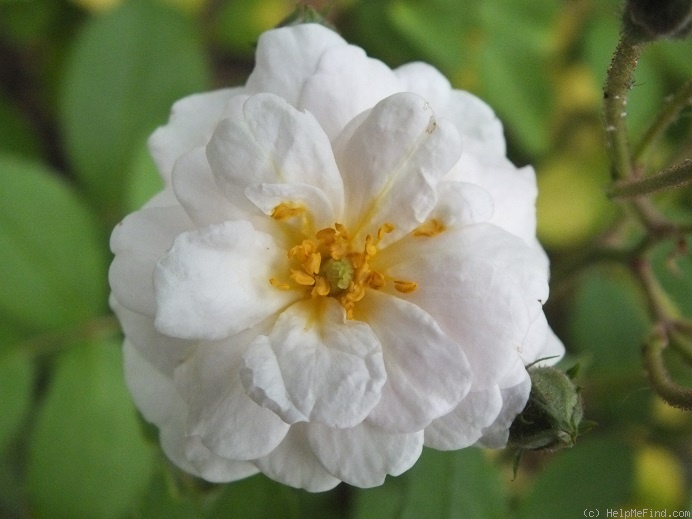 'Sequoia Greenfield' rose photo