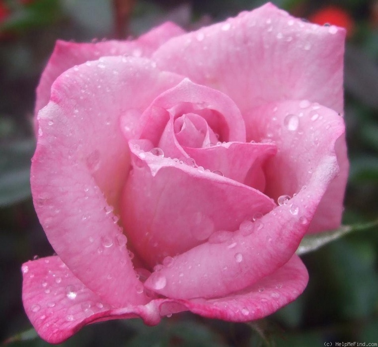 'Lavender Jade' rose photo