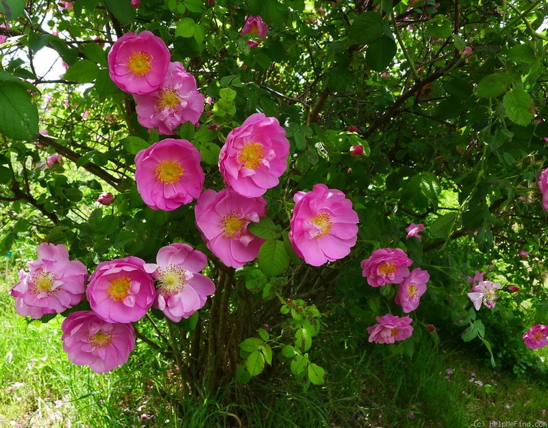 'Elle (shrub, Lundstad, 1980)' rose photo