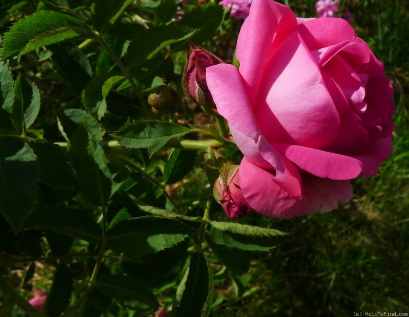 'Milevsko' rose photo