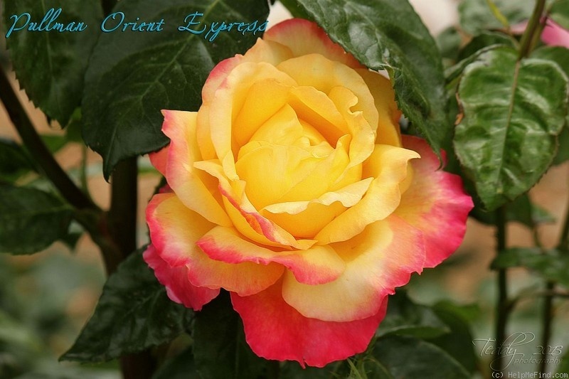 'Pullman Orient Express ®' rose photo