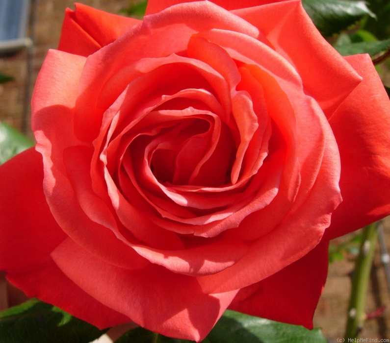 'Autumn Sunlight' rose photo