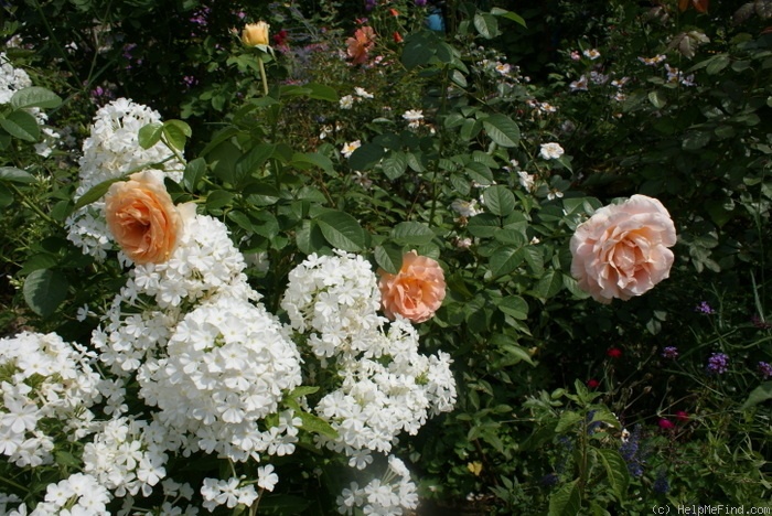 'Polka 91' rose photo