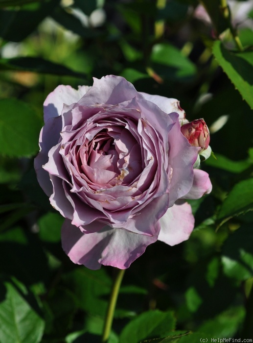'Poseidon (floribunda, Kordes, 2004)' rose photo