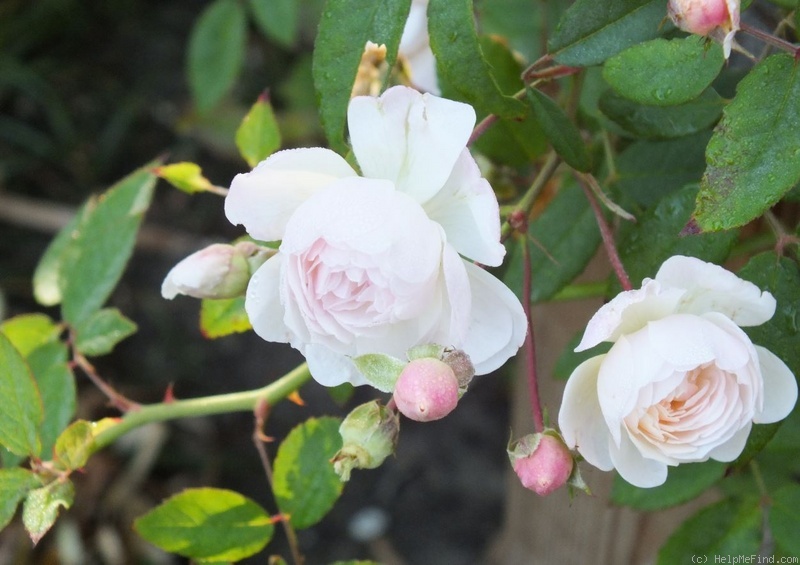 'Aptos' rose photo