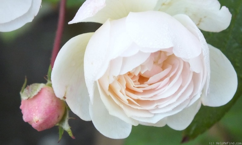 'Aptos' rose photo