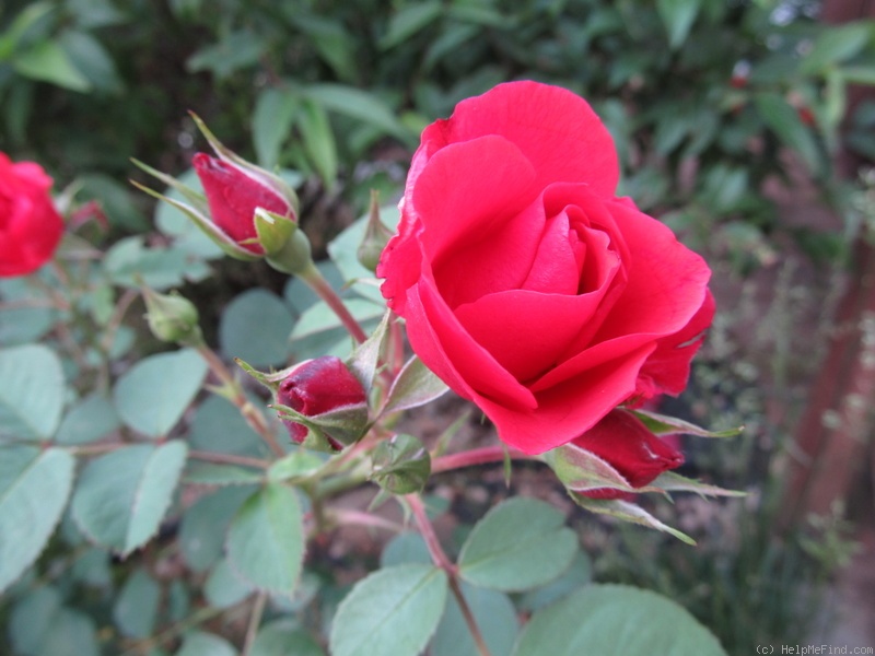 'Evelyn Redfern' rose photo