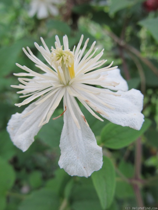 'Paul Farges' clematis photo