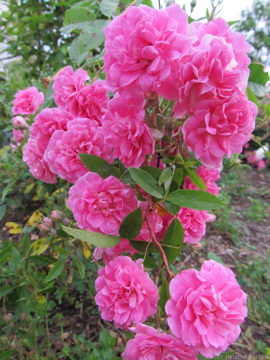 'Weeping China Doll' rose photo