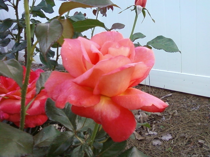 'Voodoo (hybrid tea, Christensen, 1988)' rose, click to enlarge 'Voodoo (hybrid tea, Christensen, 1988)' rose photo