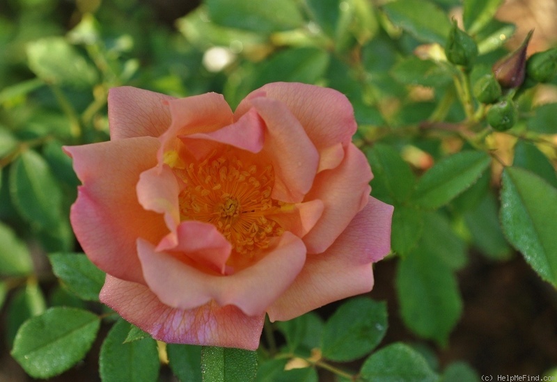 'Fighting Temeraire ®' rose photo