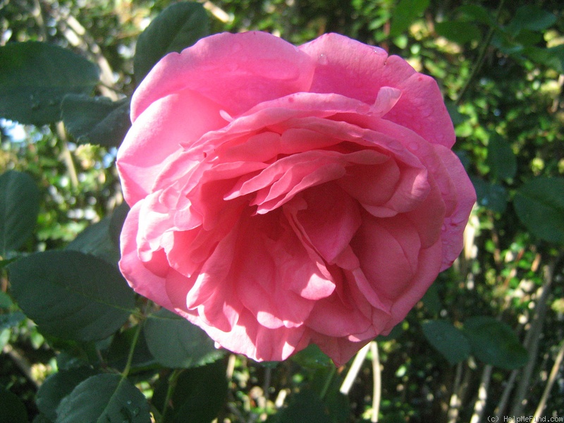 'Titian' rose photo