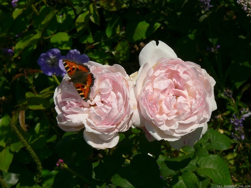 'Sharifa Asma ®' rose, click to enlarge 'Sharifa Asma ®' rose photo