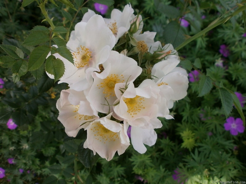 'R. corymbifera' rose photo