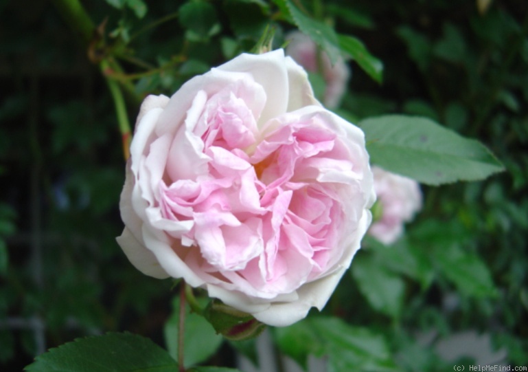 '<i>Rosa indica major</i>' rose photo