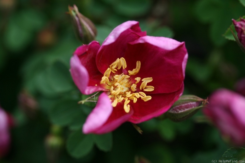 'Red Nelly' rose photo