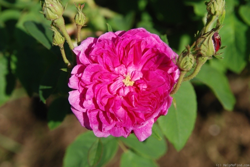 'Petite Orléanaise' rose photo
