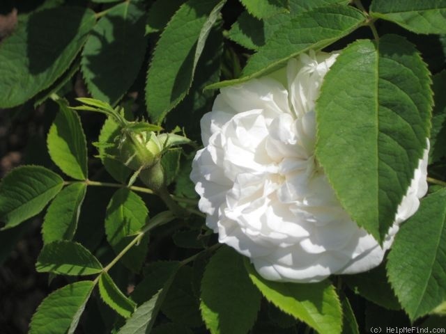 'Blanc de Vibert' rose photo