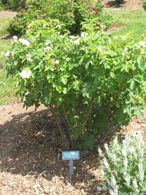 'Blanc de Vibert' rose photo